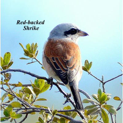 Red-backed Shrike